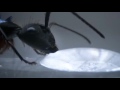 How Ants Comunicate?