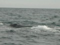 3º Y ULTIMA PARTE (CORTEJO Y APAREAMIENTO - BALLENA FRANCA AUSTRAL) (ARGENTINA)