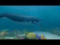 videos de Nintendo Wii - Endless Ocean: A Very Large Friend