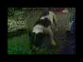 killer jack russell killer jack russell