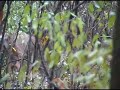Clip from Relentless Pursuit 2, White Tail on the ground. Power Pleat @ www.powerpleattech.com, World Hunting Group @ http