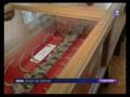 expo crocodiles fossiles de normandie (reportage france 3)