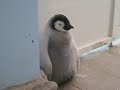 アドベンチャーワールドで生まれたエンペラーペンギンの赤ちゃん