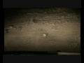 hunt rabbits 2008 -صيد الارانب