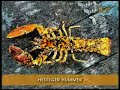 Die Fossilien widerlegen Die Evolution 5/6