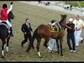 In memory of Barbaro