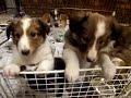 sheltie puppies want out of the X-pen
