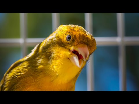 Canary - for people that like Timbrado canaries songs.
