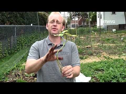 how to transplant potatoes