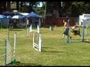 Nessa USDAA Regionals Nessa USDAA Regionals