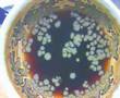 Time lapse tea cup