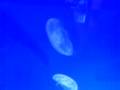 videos de Jellyfish