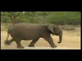 cute-baby-elephant-the-story-behind-the-clip.html