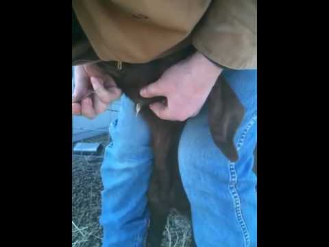 Popping goat abscess