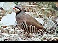 Elbistan Nergele G�zpinar www.gozcemiyeti.com