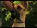 Video zur Welpenerziehung - Ihr Welpe zeigt, was er kann (Episode 12) Video zur Welpenerziehung - Ihr Welpe zeigt, was er kann (Episode 12)