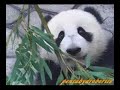 Panda Cub ?????
