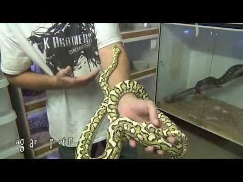YouTube reptile video