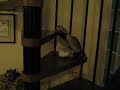 furetto ferret: scalata con peluche su scala a chiocciola furetto ferret: scalata con peluche su scala a chiocciola