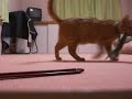 ちゃぴ猫　ジャンプキャッチ