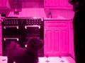 videos de Tallie's Tricks