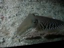 cuddle-fish.html