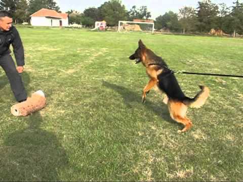how to train attack dog