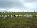 Pai chamando o gado.. Pai chamando o gado..