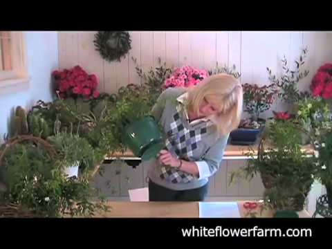 how to replant jasmine