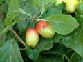 Ode to Dogwood - Cornus Mas