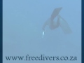 Spearfishing Salmon/Jewies with Freedivers Spearfishing Gear