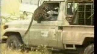 Alpha Hero or Alpha-Hole?