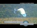 Megabass Flatside