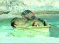 Ang Daigdig ni Dyesebel "Aking Mundo"