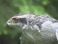 Goshawk Capture and Banding (3 of 3) Goshawk Capture and Banding (3 of 3)