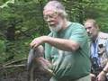 Goshawk Capture and Banding (3 of 3)