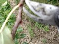 Chip budding is a very useful method of propagating apple and other fruit trees. It is done in late summer, using a mature bud from a leaf axil of the current year's growth. You need a small, very sharp knife and a steady hand-PRACTICE until you can do it with ease before you try to do it for real. Its easy, I learned to do it from a drawing and got it right with a take rate of 70% first time This is a handy technique for budding a pollinator variety into a self-sterile tree