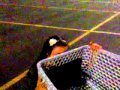 cart adventures