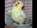 Memory of McBird