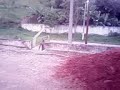 lobo cinzento-o susto sem volta.3gp