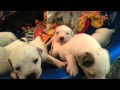 Leopard Legend's Catahoula Bulldog Puppies Hero litter 4 weeks old 2013