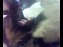 videos de Puppy eats gearman sheppard ear!!... Leya & Cleio.xx