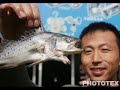weird fish compilation weird fish compilation