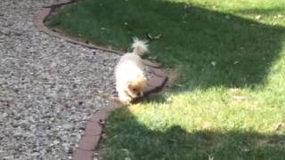 Pete's Sunshine Roll