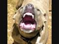 clip video Volo Bull pit