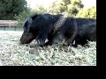 our long-haired dachshund, �ter, tends to go a little ballistic when vermin are present.