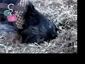 Psycho Wiener Dog Hunts for Gophers! Psycho Wiener Dog Hunts for Gophers!