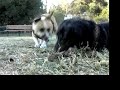our long-haired dachshund, �ter, tends to go a little ballistic when vermin are present.