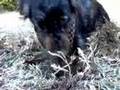 Psycho Wiener Dog Hunts for Gophers!