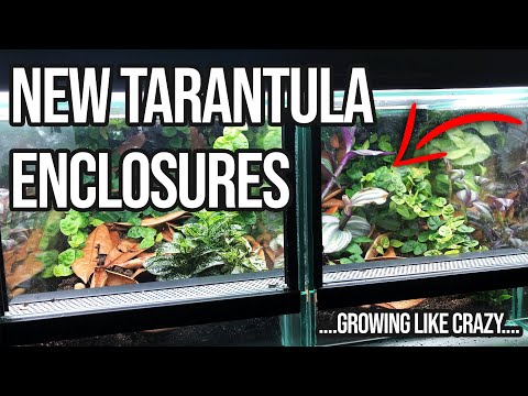 YouTube reptile video